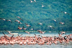 Flamingo at the Lake Nakuru Game Park