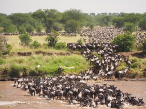 Wildbeast migration