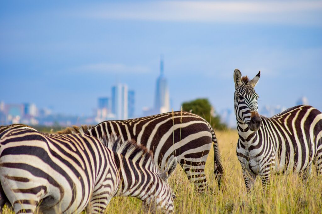 Zebra at the Nairobi National Park